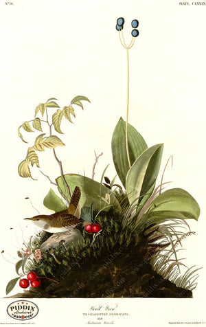 Pdxc20714 -- Audubon Wood Wren Color Illustration