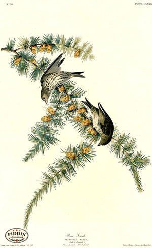 Pdxc20715 -- Audubon Pine Finch Color Illustration
