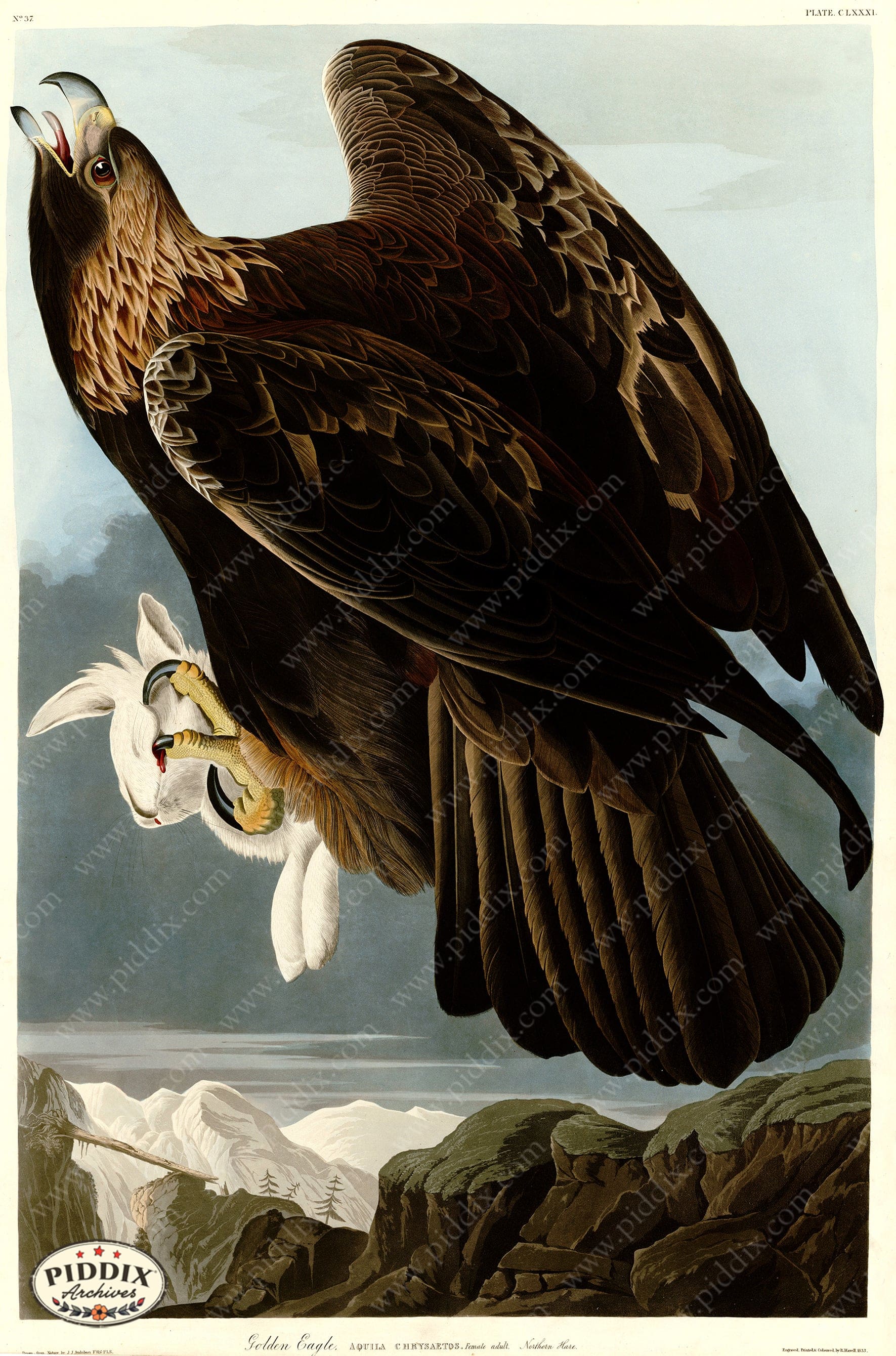 Pdxc20716 -- Audubon Golden Eagle Color Illustration