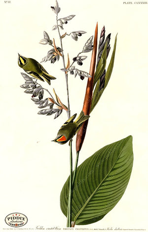 Pdxc20718 -- Audubon Golden-Crested Wren Color Illustration