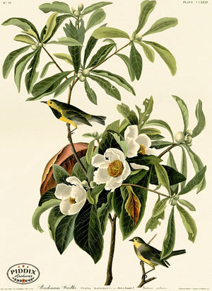 Pdxc20720 -- Audubon Bachmans Warbler Color Illustration