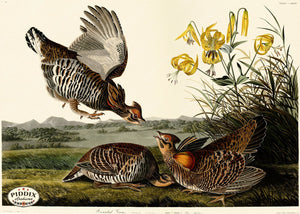 Pdxc20721 -- Audubon Pinnated Grous Color Illustration