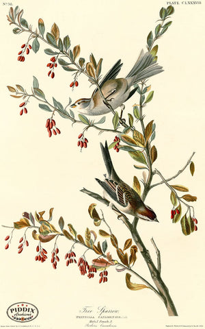 Pdxc20723 -- Audubon Tree Sparrow Color Illustration