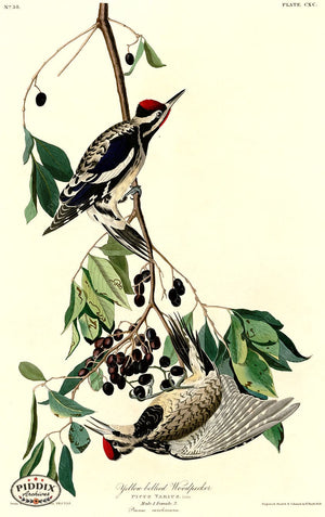 Pdxc20725 -- Audubon Yellow Bellied Woodpecker Color Illustration