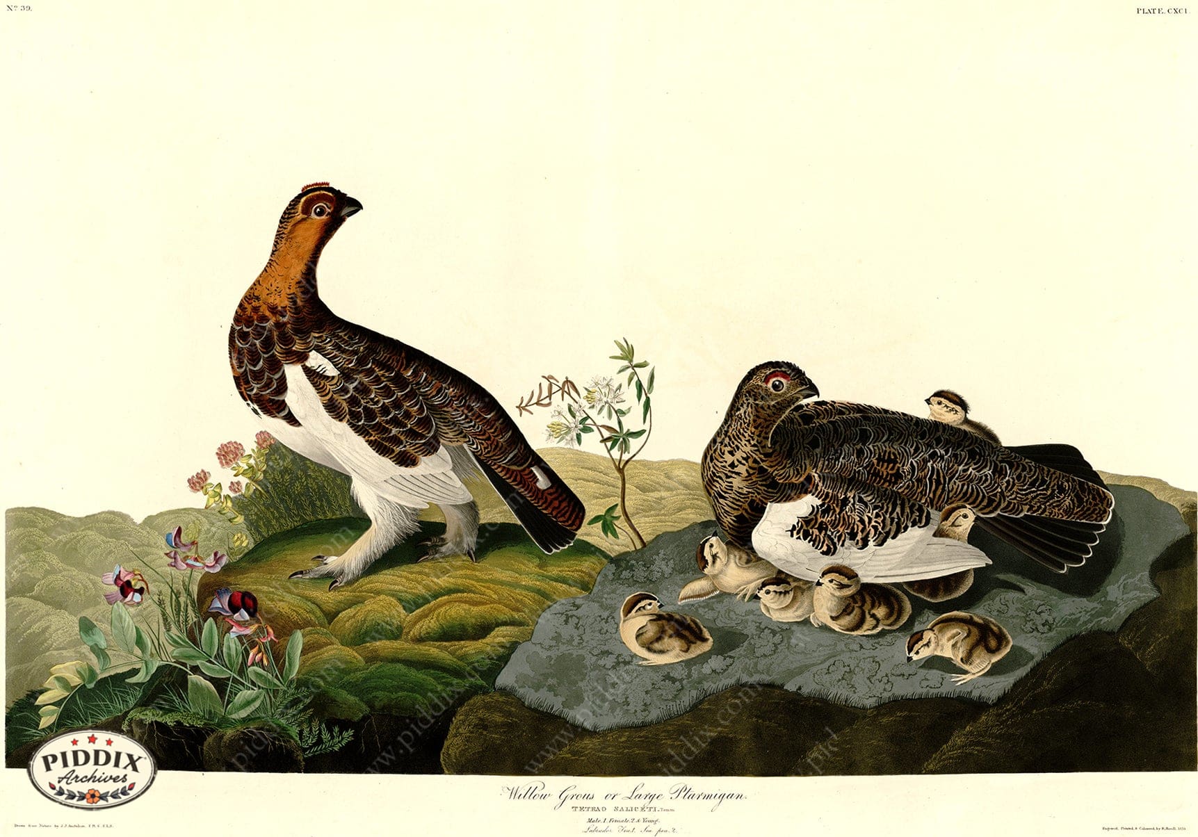 Pdxc20726 -- Audubon Willow Grous Color Illustration