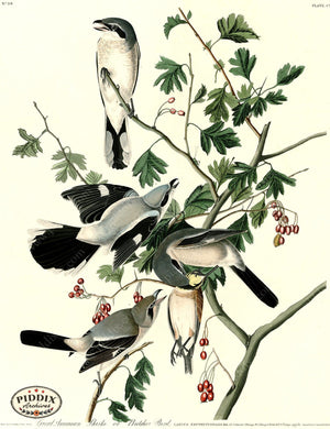 Pdxc20727 -- Audubon Great American Shrike Color Illustration