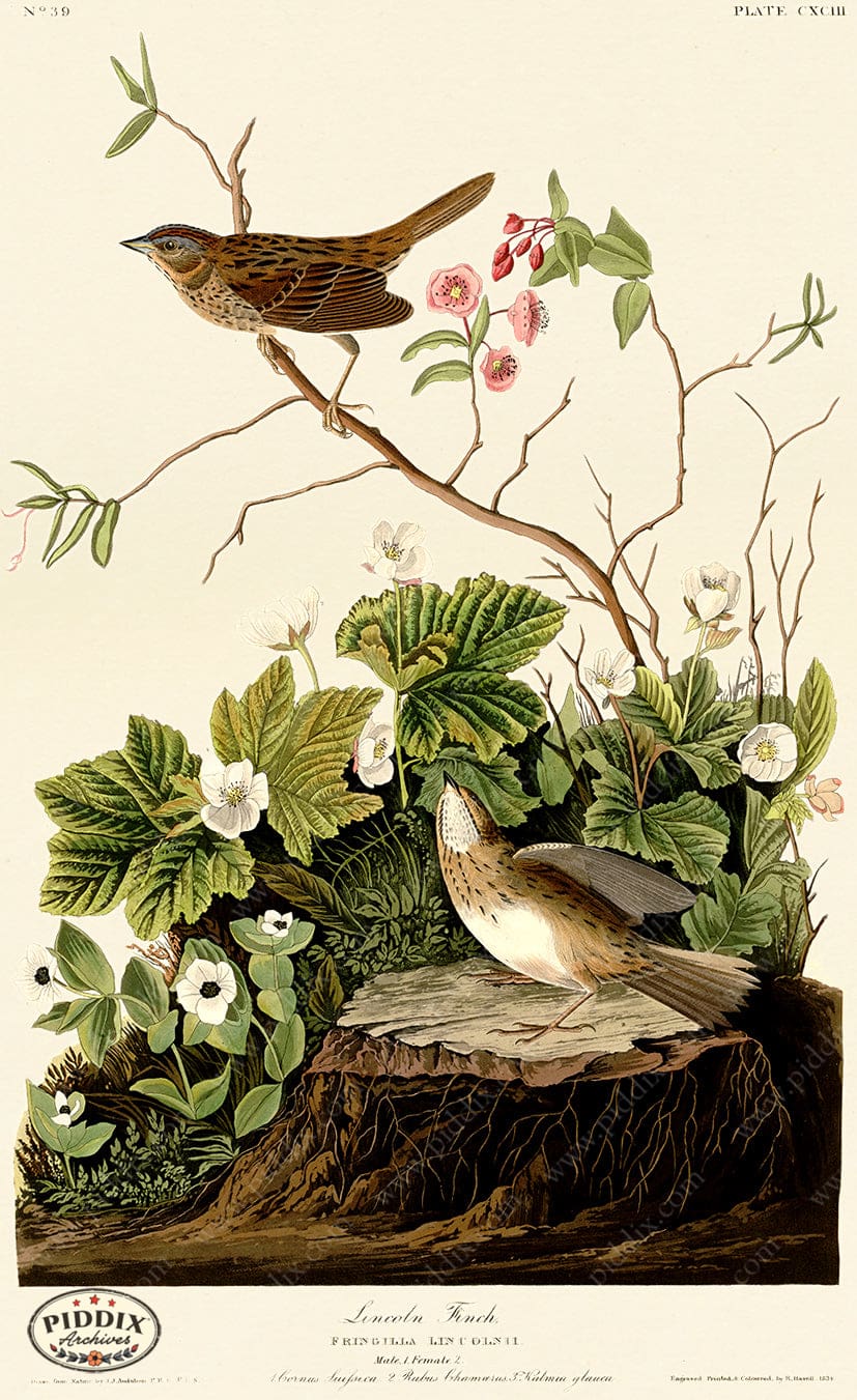 Pdxc20728 -- Audubon Lincoln Finch Color Illustration