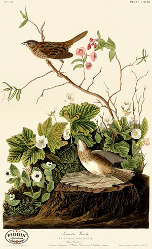 Pdxc20728 -- Audubon Lincoln Finch Color Illustration