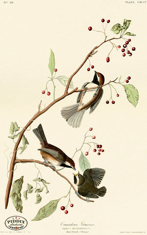 Pdxc20729 -- Audubon Canadian Titmouse Color Illustration