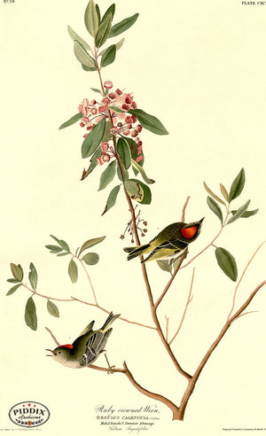 Pdxc20730 -- Audubon Ruby Crowned Wren Color Illustration