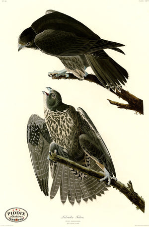 Pdxc20731 -- Audubon Labrador Falcon Color Illustration