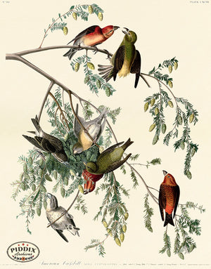 Pdxc20732 -- Audubon American Crossbill Color Illustration