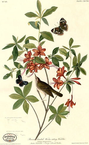 Pdxc20733 -- Audubon Brown Headed Warbler Color Illustration