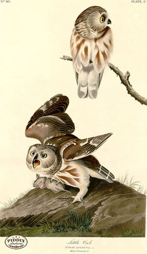 Pdxc20734 -- Audubon Little Owl Color Illustration