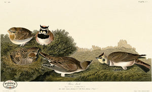 Pdxc20735 -- Audubon Shore Lark Color Illustration