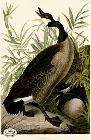 Pdxc20736 -- Audubon Canada Goose Color Illustration