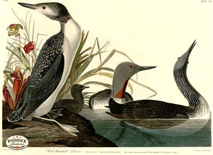 Pdxc20737 -- Audubon Red-Throated Diver Color Illustration