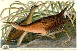Pdxc20738 -- Audubon Fresh Water Marsh Hen Color Illustration