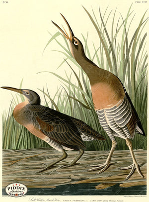 Pdxc20739 -- Audubon Salt Water Marsh Hen Color Illustration