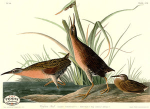 Pdxc20740 -- Audubon Virginia Rail Color Illustration