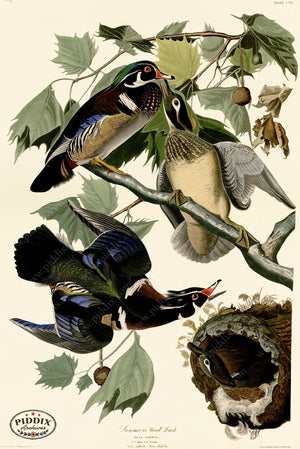 Pdxc20741 -- Audubon Wood Duck Color Illustration