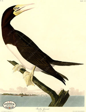 Pdxc20742 -- Audubon Booby Gannet Color Illustration