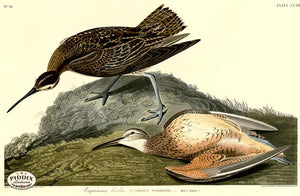 Pdxc20743 -- Audubon Esquimaux Curlew Color Illustration