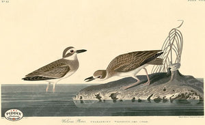Pdxc20744 -- Audubon Esquimaux Curlew Color Illustration
