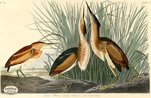 Pdxc20745 -- Audubon Least Bittern Color Illustration