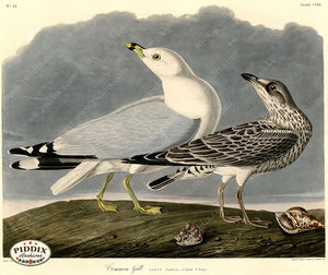 Pdxc20747 -- Audubon Common Gull Color Illustration