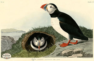 Pdxc20748 -- Audubon Puffin Color Illustration