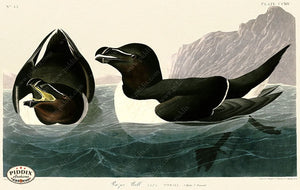 Pdxc20749 -- Audubon Razor Bill Color Illustration