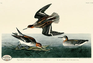 Pdxc20750 -- Audubon Hyperborean Phalarope Color Illustration