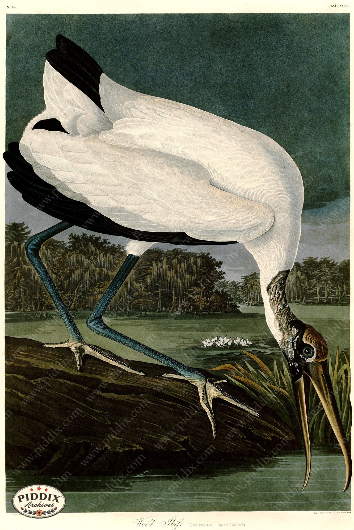 Pdxc20751 -- Audubon Wood Ibis Color Illustration