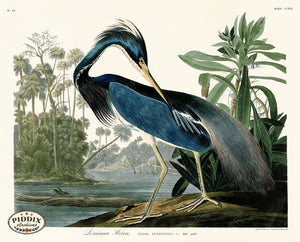 Pdxc20752 -- Audubon Louisiana Heron Color Illustration