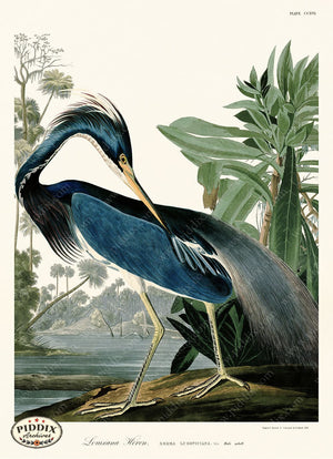 Pdxc20752 -- Audubon Louisiana Heron_Vertical Color Illustration