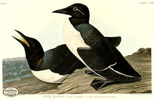 Pdxc20753 -- Audubon Foolish Guillemot Color Illustration