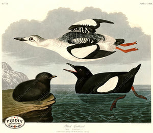 Pdxc20754 -- Audubon Black Guillemot Color Illustration