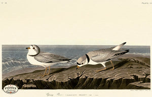 Pdxc20755 -- Audubon Piping Plover Color Illustration