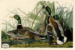 Pdxc20756 -- Audubon Mallard Duck Color Illustration