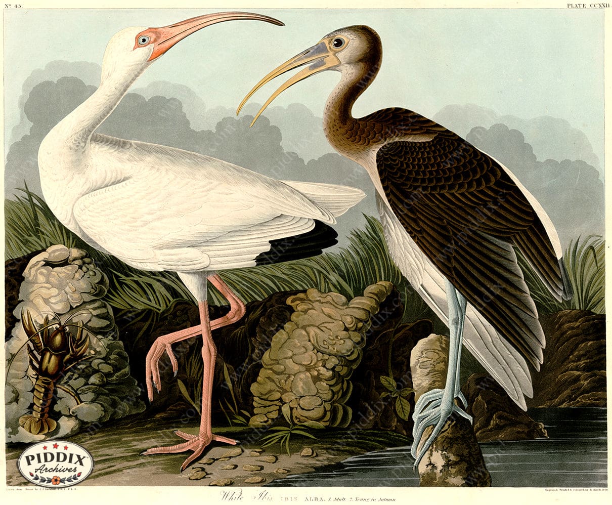 Pdxc20757 -- Audubon White Ibis Color Illustration
