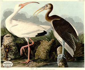 Pdxc20757 -- Audubon White Ibis Color Illustration