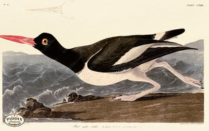 Pdxc20758 -- Audubon Pied Oyster-Catcher Color Illustration