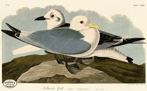 Pdxc20760 -- Audubon Kittiwake Gull Color Illustration