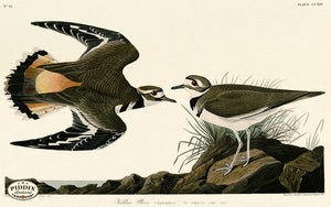 Pdxc20761 -- Audubon Kildeer Plover Color Illustration