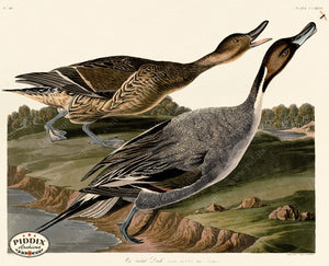 Pdxc20763 -- Audubon Pin-Tailed Duck Color Illustration