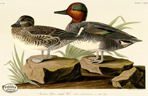 Pdxc20764 -- Audubon American Green-Winged Teal Color Illustration