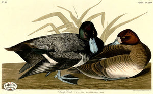 Pdxc20765 -- Audubon Scaup Duck Color Illustration