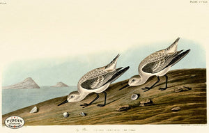 Pdxc20766 -- Audubon Ruddy Plover Color Illustration