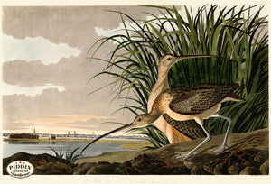 Pdxc20767 -- Audubon Long-Billed Curlew Color Illustration